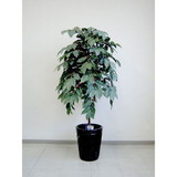 �y/�����ʓr�ǉ������z���G�} ����̖؁i�ԁ����j CF-0001-A ���i�^���t�w��s�� ��������