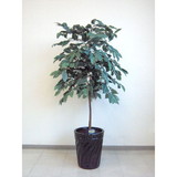 �y/�����ʓr�ǉ������z���G�} ����̖؁i��/���j CF-0001-B ���i�^���t�w��s�� ��������