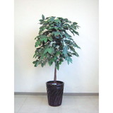 �y/�����ʓr�ǉ������z���G�} ����̖؁i��<�ԁj CF-0001-C ���i�^���t�w��s�� ��������