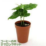 �y���ʌ���z �R�[�q�[�̖� �Q�������O�|�b�g