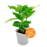 �R�[�q�[�̖؁@�R���|�b�g�i�S����25cm�j