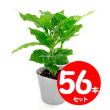 �y������z���s�z�R�[�q�[�̖؁@�R���|�b�g�i�S����25cm�j�P�P�[�X(56�{)