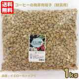 �u���W���Y �R�[�q�[�̔���p��q �Ϗܗp 1kg�i��6000���j�i��F�C�G���[�J�g�D�A�C ��������