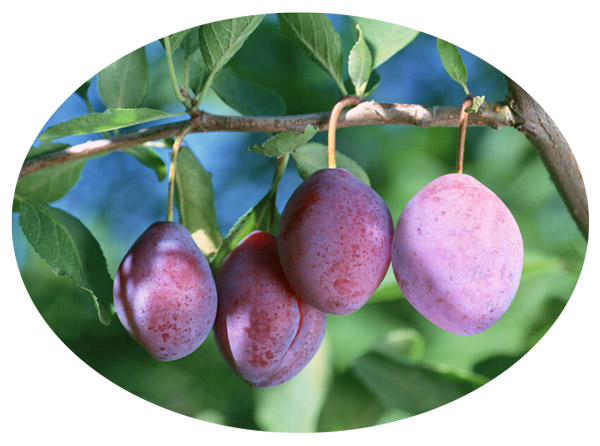 �J���t�H���j�A�v���[��100��