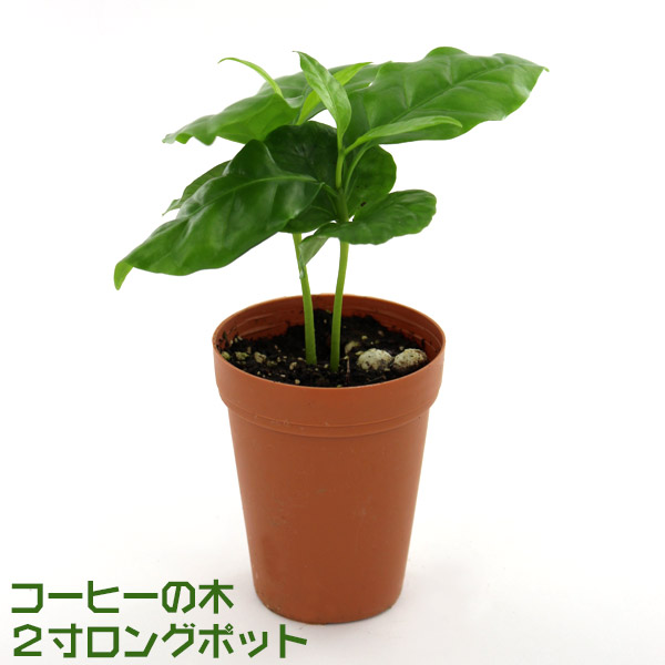 �R�[�q�[�̖� �Q�������O�|�b�g 