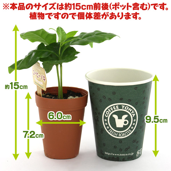 �R�[�q�[�̖� �Q�������O�|�b�g 