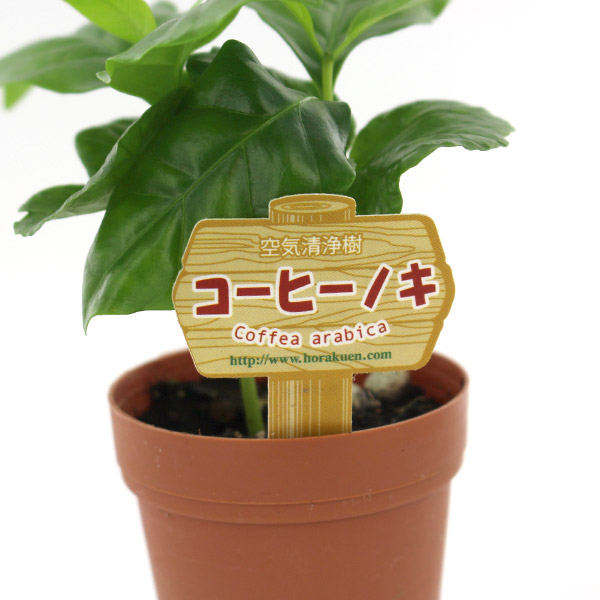 �R�[�q�[�̖� �Q�������O�|�b�g 