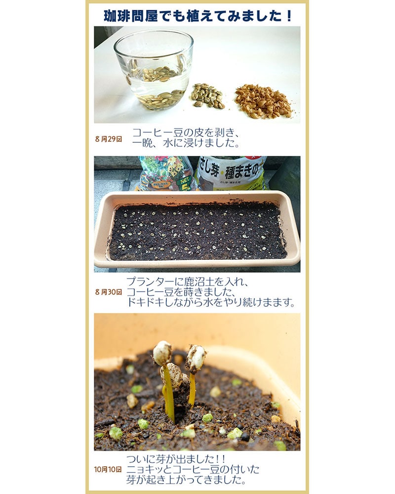 �R�[�q�[�̎�q�����肵�܂����I