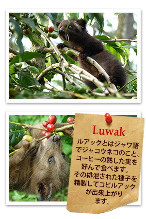 �R�s���A�b�v�摜