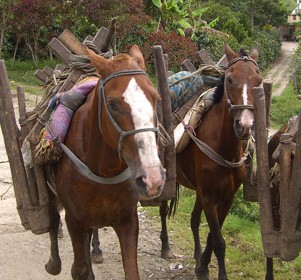 �R�����r�A�E�R�[�q�[���^�Ԕn�H���o�H