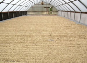 �n���C�R�i�_�����i