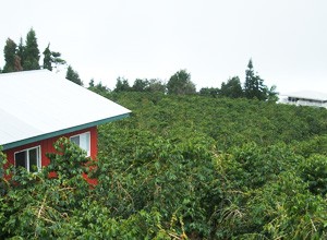 �n���C�R�iNo.1�C���[�W