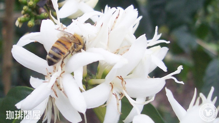 �n���C�R�i�E�_�����i