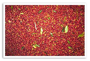 �G�`�I�s�A �R���KG1 �i�`�������̍���