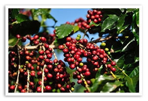 �u���W���S�N�ێ��̍���