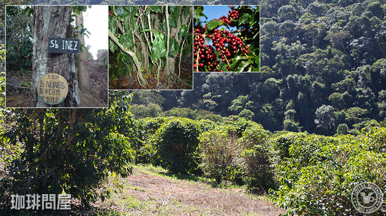 �u���W�� �S�N������