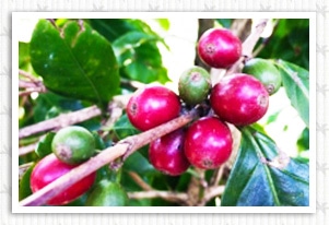 �z���W�����X �����e�V�[�W���X �u���{�� 1700�̍���