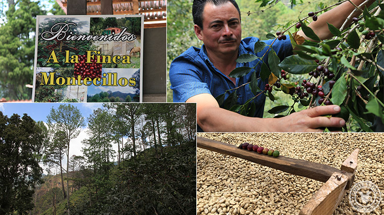 �z���W�����X �����e�V�[�W���X �u���{�� 1700