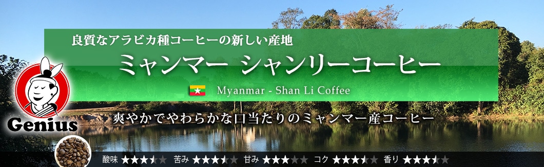�~�����}�[ �V�������[�R�[�q�[ - Myanmar Ywangan Shan Li Coffee G1 Washed
