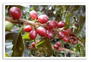 �~�����}�[ �V�������[�R�[�q�[�̍���