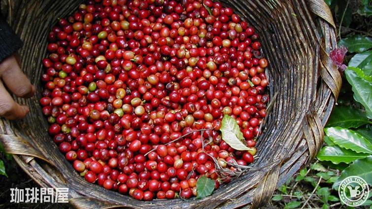 �K�e�}��SHB/�C���[�W�E�R�[�q�[�`�F���[