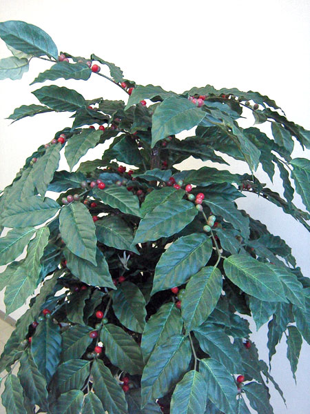 ��C���@�\������̖� ����