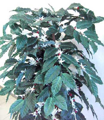 ��C���@�\������̖� ����