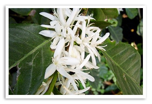 �A���e�B�O�A�n���̃R�����g