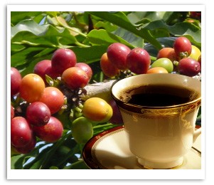 ����̉��l�u���}��