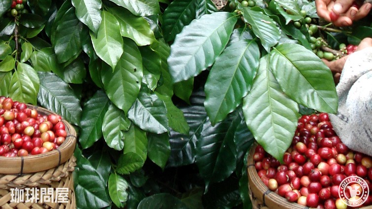 �o���_�R�̃R�[�q�[�`�F���[