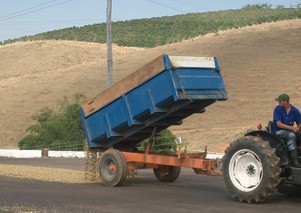 �u���W���̔_���̓t�@�[���_�ƌĂ΂���_��������