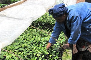 �A�t���J�ō���u�L���}���W�����v�ō͔|�����A�t���J��\����