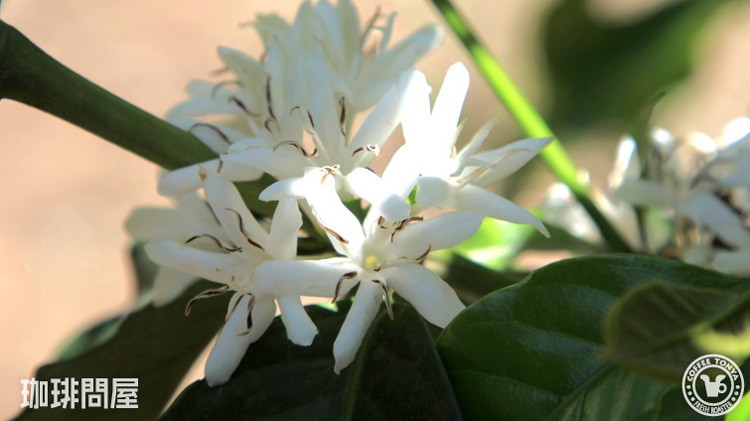 �R�[�q�[�̉ԁ`�_�����i