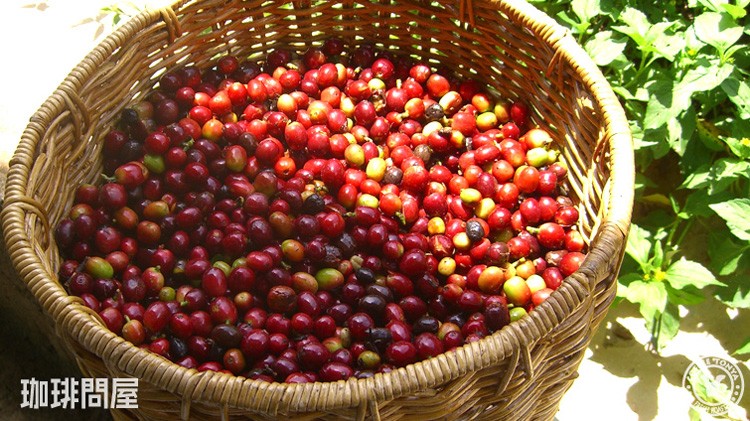 �����Ɏ��n���ꂽ�R�[�q�[�`�F���[