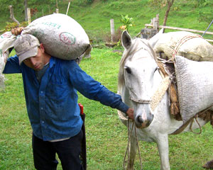 �R�[�q�[�����^�ԃ��o