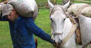 �R�[�q�[�����^�ԃ��o