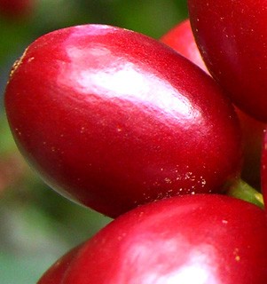 �^���ԂȃR�����r�A�̃R�[�q�[�`�F���[