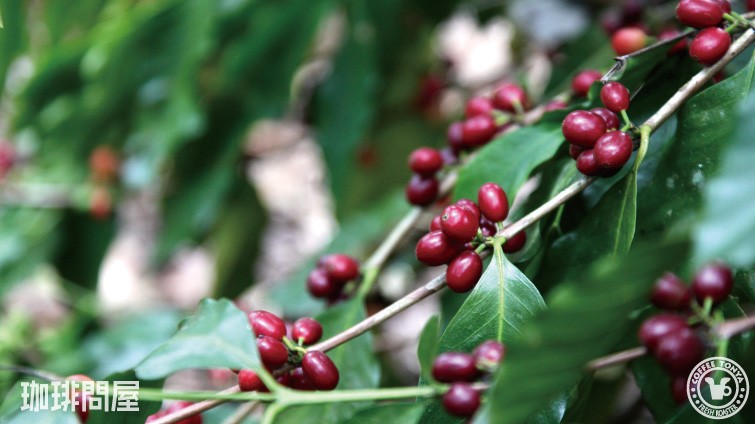 �j�J���O�A �������V�[�W���_�� �W���o�j�J